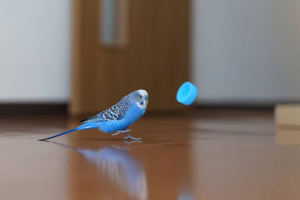Blue and black budgie sitting, posing for photo