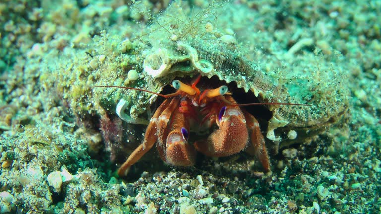 Close-up of a brightly colored Hermit Crab in search of food.