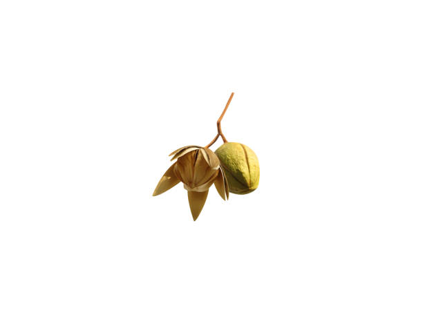 istock Soymida febrifuga fruit 2173756165