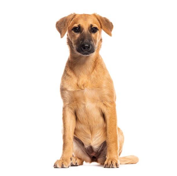istock Fawn colored crossbreed dog sitting and looking at camera 2173756869