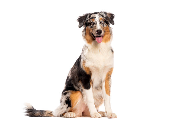 istock Australian shepherd dog sitting and panting on white background 2173756917