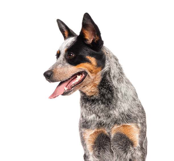 istock Australian cattle dog panting and looking away from camera 2173756951