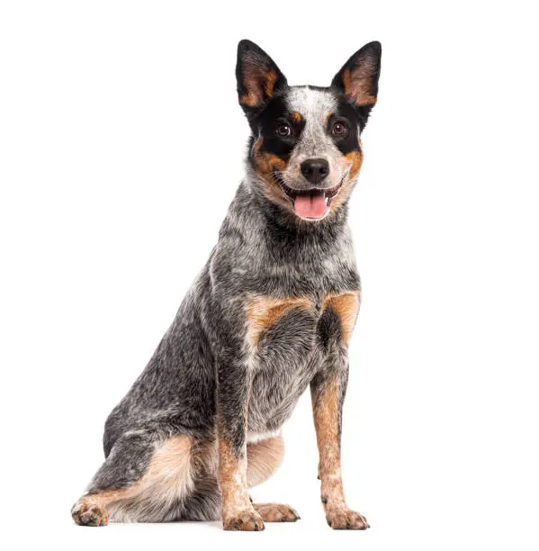 Sitting and panting Australian Cattle Dog looking at the camera, isolated on white Sitting and panting Australian Cattle Dog looking at the camera, isolated on white