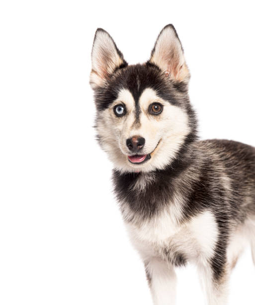 istock five months old puppy Pomsky odd eyed  standing and panting on a white background 2173756997