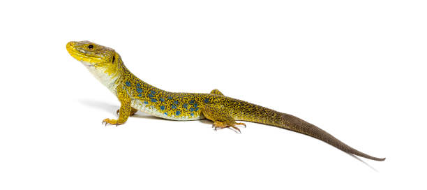 istock Side view of a Ocellated lizard, Timon lepidus, standing 2173757757