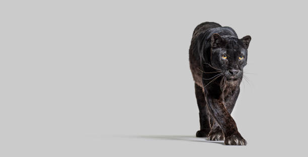 istock black leopard, panthera pardus, walking towards at the camera, benner with large copy space on grey background 2173757879