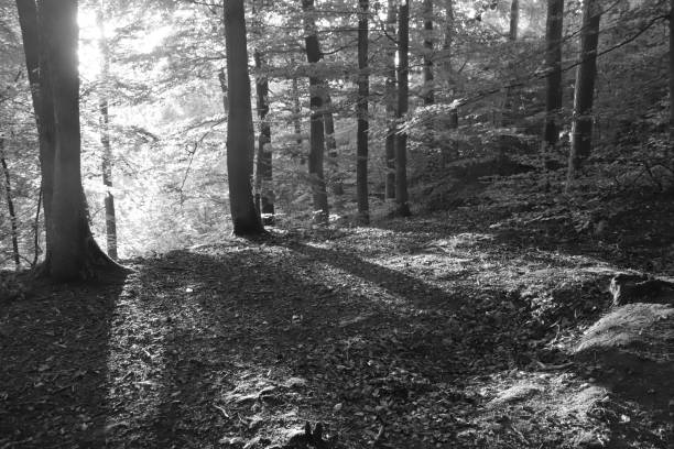 istock rays of sunlight breaking through trees and falling on the ground, black and white photo 2173758112