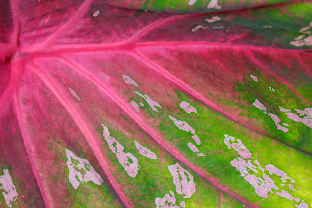 istock A leaf with a green stem and pink veins 2173759203