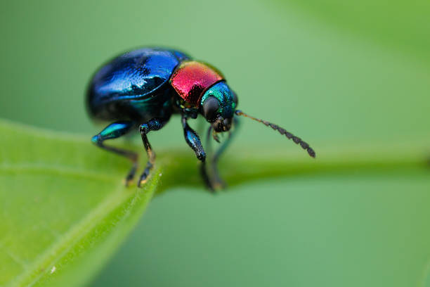 Colorful coleoptera Habenaria janellehayneana standing on a stem, Thailand