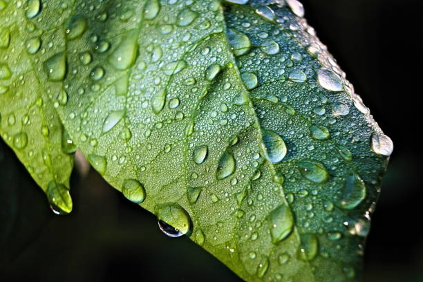istock Green Leaves with Drops of Rain 2173761398