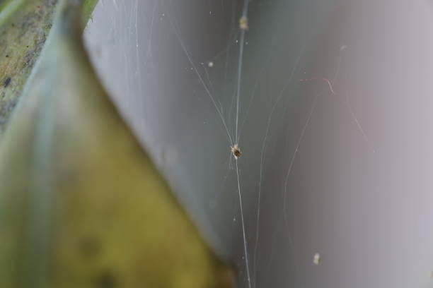 istock Aphids destroy green plant, cobwebs and many insect pests 2173764110