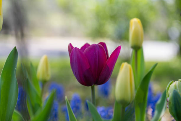 Colorful Tulips far and close ups