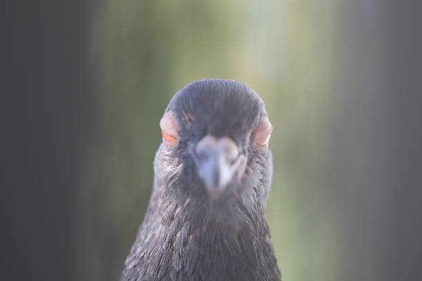 istock Dove closes eyes, funny bird 2173765859