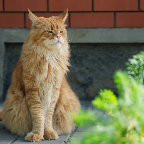 istock Red Maine Coon cat sitting in front of a brick wall 2173765942