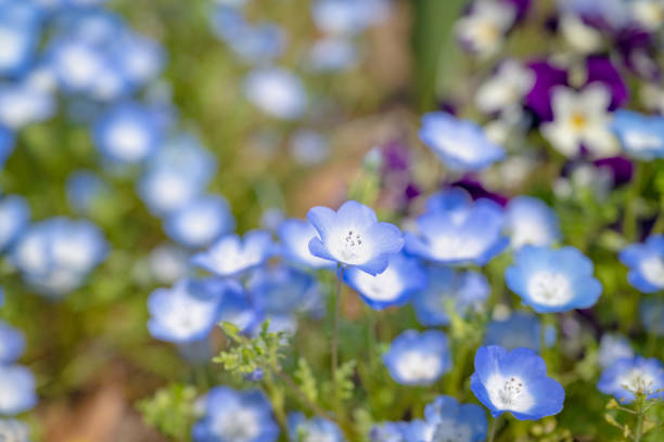 Nemophila flowers in the park.