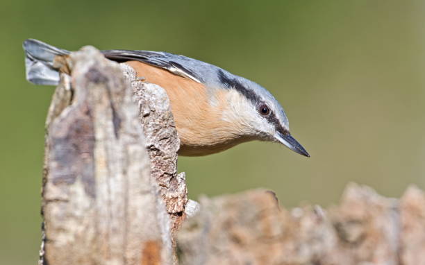 istock Common bird Sitta europaea aka Eurasian nuthatch is crawling on the tree. 2173766592