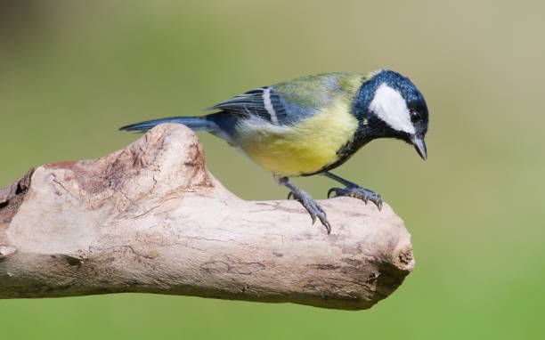 istock Parus major aka great tit perched on the dry tree. Common bird in Czech republic. 2173766596