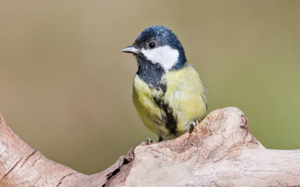istock Parus major aka great tit perched on the dry tree. Common bird in Czech republic. 2173766608