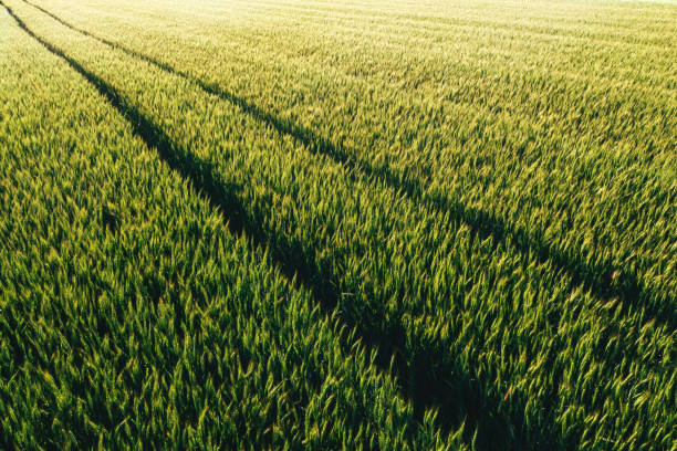 Green wheat field with tractor tire marks in spring sunset, aerial shot