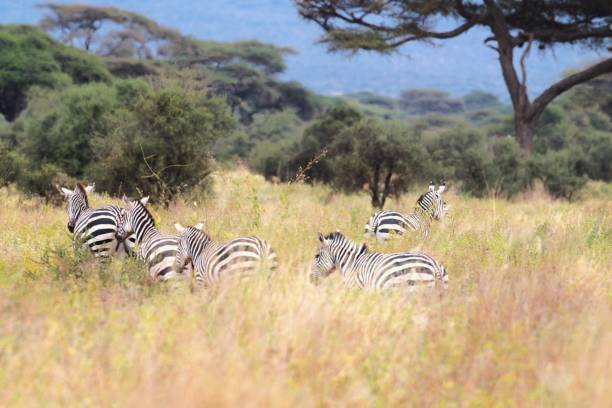 istock Zebras in Amboseli National Park 2173768830