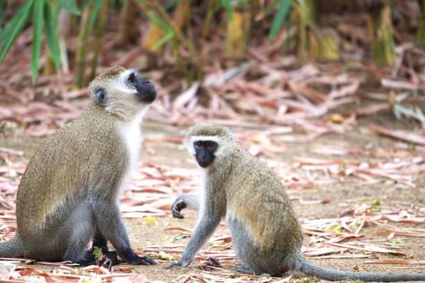 Monkey, Patas Monkey, , No People, Photography