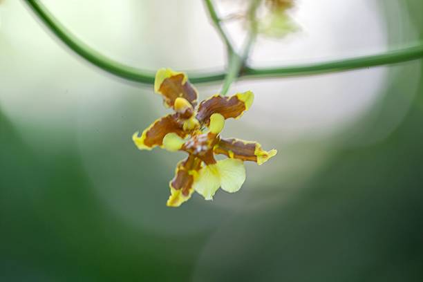 istock The orchid Oncidium planilabre 2173772296