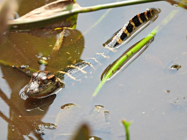 istock American Alligator (Alligator mississippiensis) - baby gator resting between water plants 2173773006