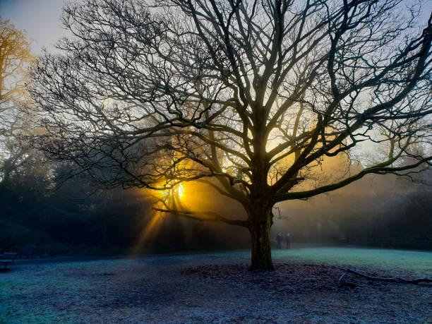 A beautiful foggy forest scene with a bare tree and sunshine peeping through