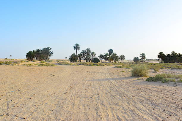 A road in a vast desert with rows of palm trees in the near future. The background is a cloudless blue sky.