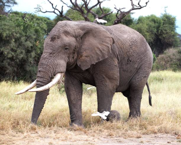 istock Elephant in Amboseli National Park 2173775036