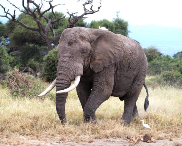 istock Elephant in Amboseli National Park 2173775045