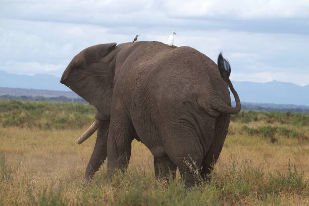 An elephant moves through the landscape of Amboseli National Park, Kenya while a cattle egret and a wattled starling ride on top.