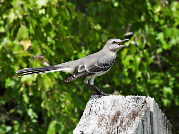istock Northern Mockingbird (Mimus polyglottos) - perched on wood post 2173777434
