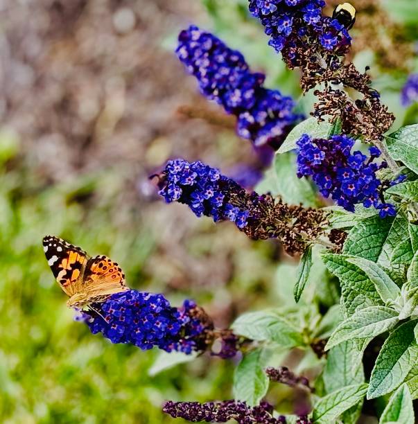 Beautiful Butterfly on a Purple Flowering Bush