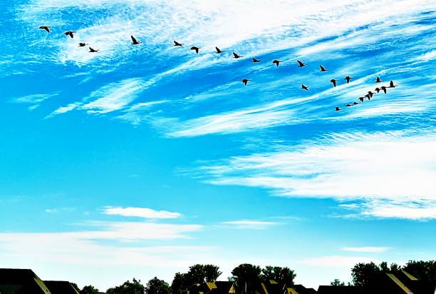 istock Canadian Geese Against the Midwest Sky 2173777520