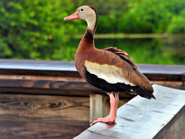 istock Black-bellied Whistling Duck (Dendrocygna autumnalis) - resting on the wood railing 2173781438