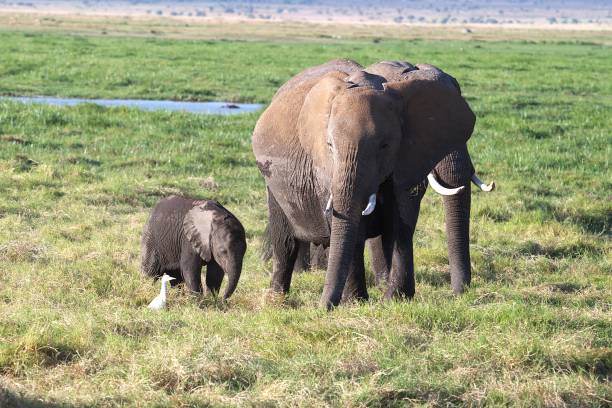 An elephant family moves through the landscape of Amboseli National Park, Kenya while cattle egrets follow along.