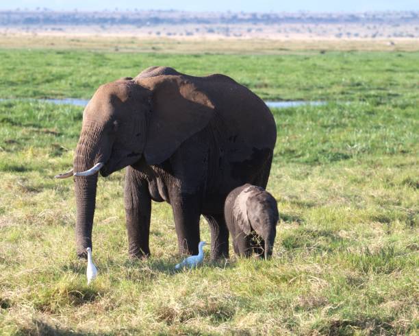 istock Elephants in Amboseli National Park 2173787609