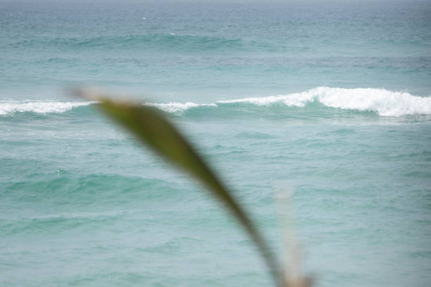 Blurred palm leaf against the against the Indian Ocean in Sri Lanka.