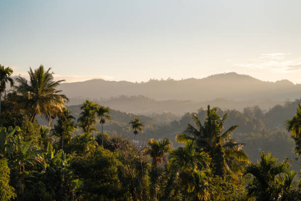 Tropical forest in the morning golden mist in the mountains of Ella city in Sri Lanka.