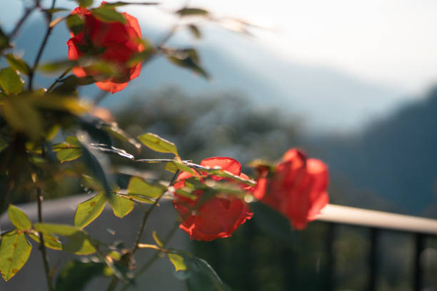 Red roses against the mountains.