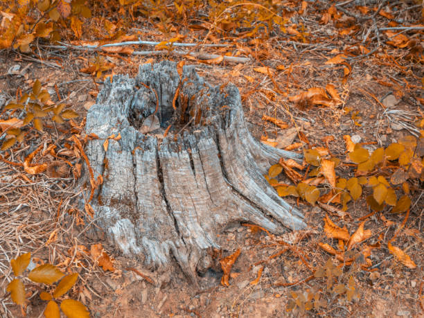 Dry stump of chestnut tree in the forest