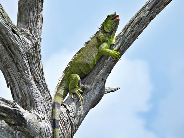 istock Green Iguana (Iguana iguana) - resting on a snag 2173792434