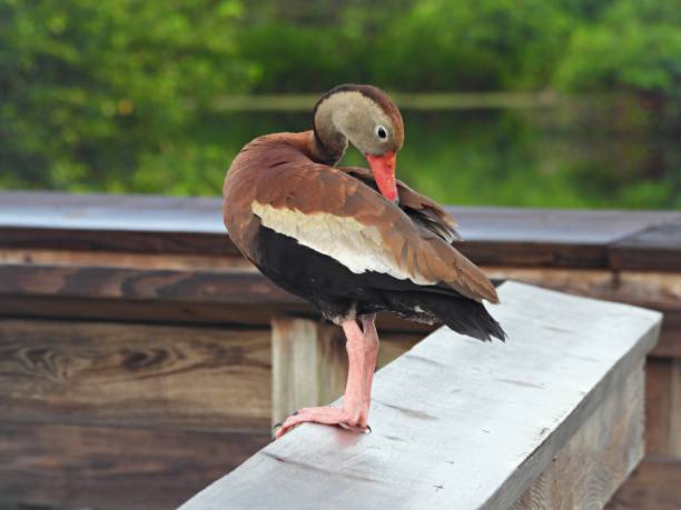 istock Black-bellied Whistling Duck (Dendrocygna autumnalis) - preening its feathers on the wood railing 2173796573