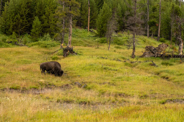 istock Bison Roots In The Grassy Hillside 2173810601