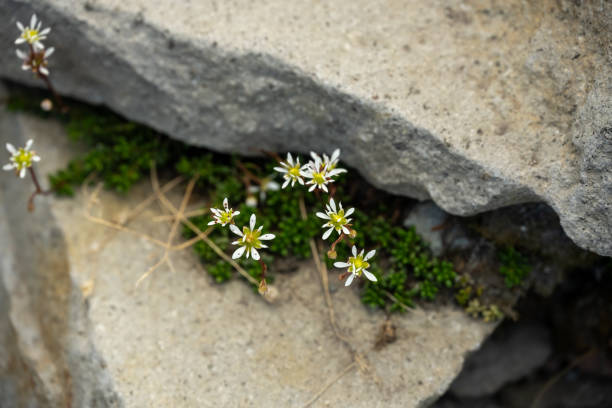 White Saxifrage Bloom Between Slaps Of Granite On Mount Rainier National Park