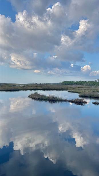 istock Swamp Land in Florida 2173820500