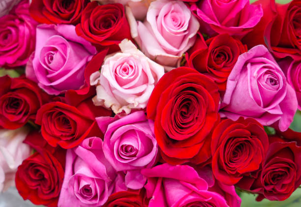 istock Flower background of red rose 2173823770