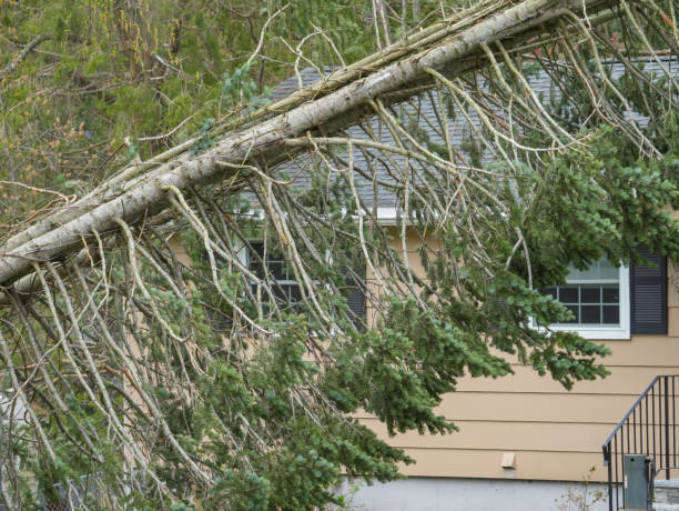 istock fallen tree in front of the house after storm 2173824171