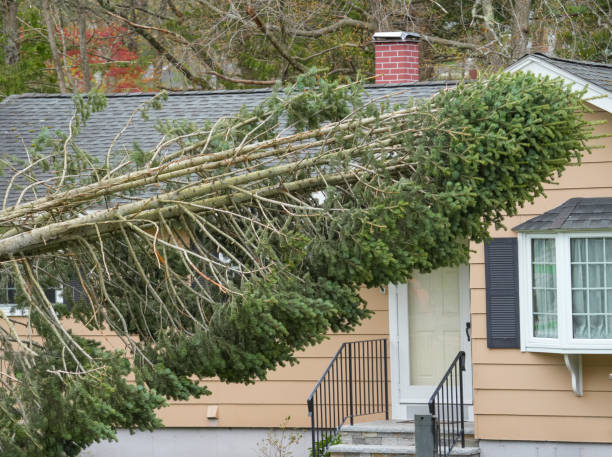 istock fallen tree in front of the house after storm 2173824183